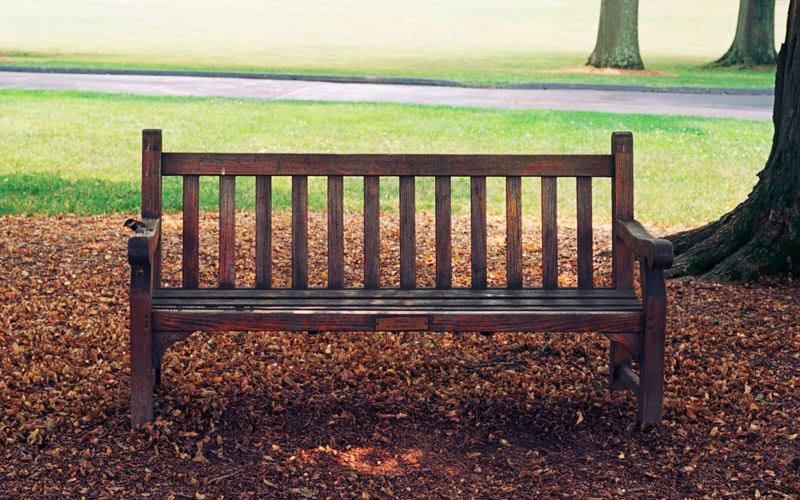 An English park bench in autumn leaves. A blue tit sits on the left arm. The seat is empty.